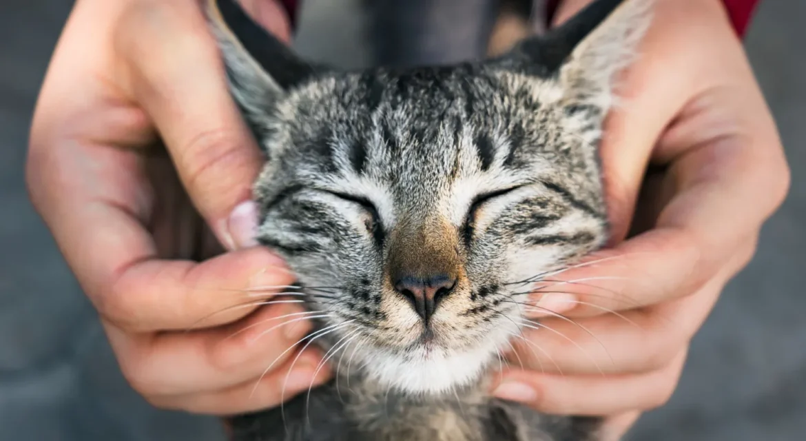 Gato de pelaje gris siendo acariciado por manos humanas, con ojos cerrados y expresión de felicidad. Ideal para ilustrar momentos de cariño entre mascotas y dueños.