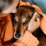 Mujer abrazando a un perro marrón mientras usa un suéter naranja, mostrando una conexión afectuosa entre ambos en un ambiente acogedor.