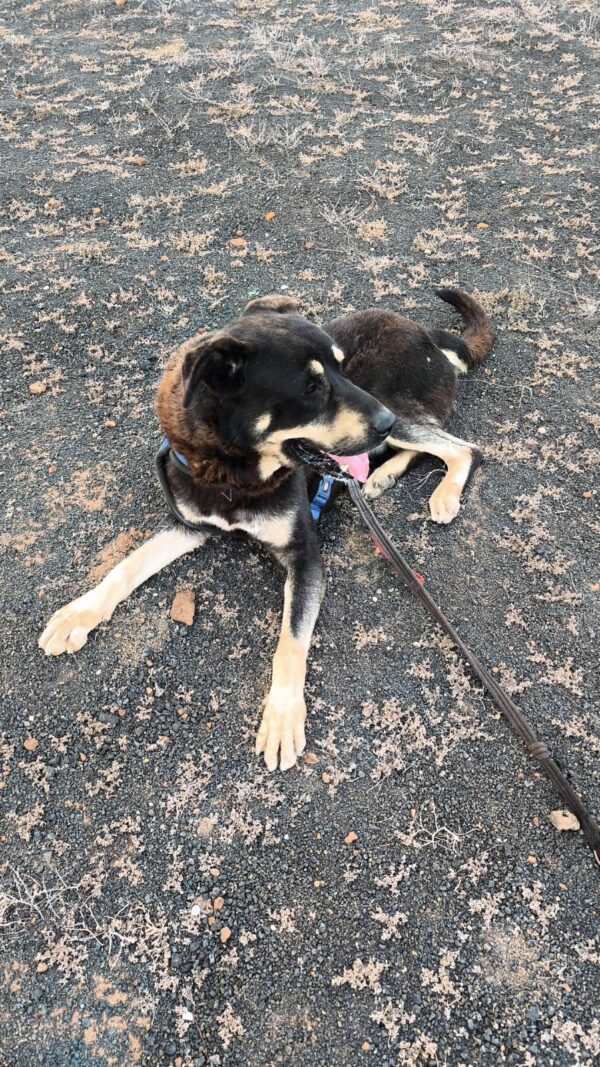 Max - Imagen 2