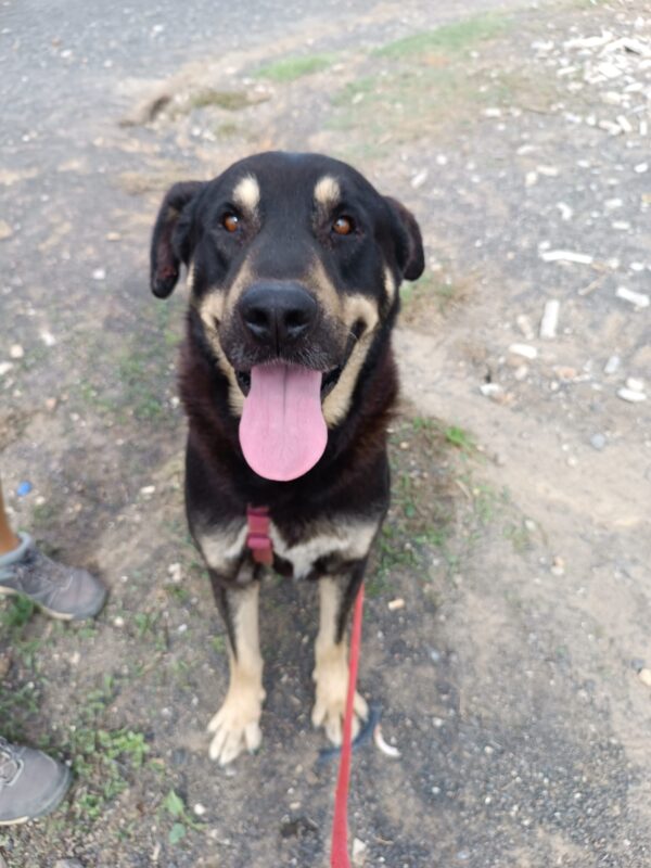 Max - Imagen 4